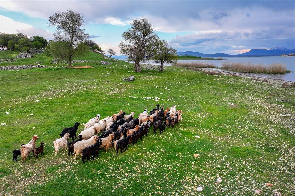 Konya’da bu sürü, adada tek başına yaşıyor 13
